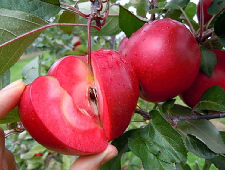 فروش درخت سیب - خرید نهال سیب