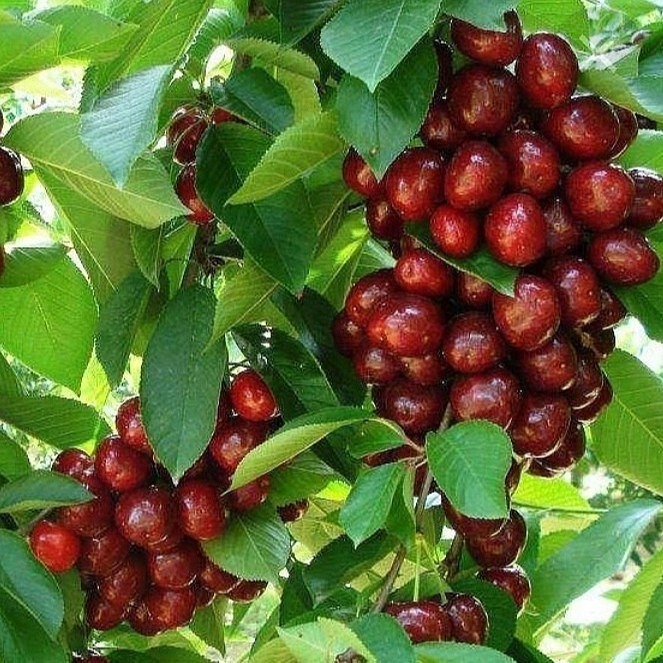 مشخصات گیلاس تکدانه مشهد