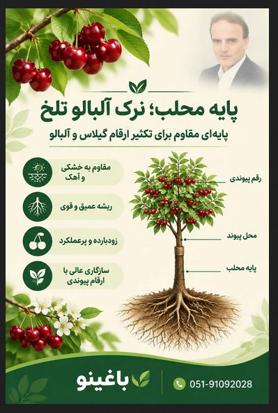 محلب آلبالو تلخه