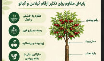 نهال آلبالو نرک ، نرک آلبالو تلخه