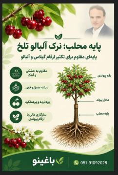 نهال آلبالو نرک ، نرک آلبالو تلخه