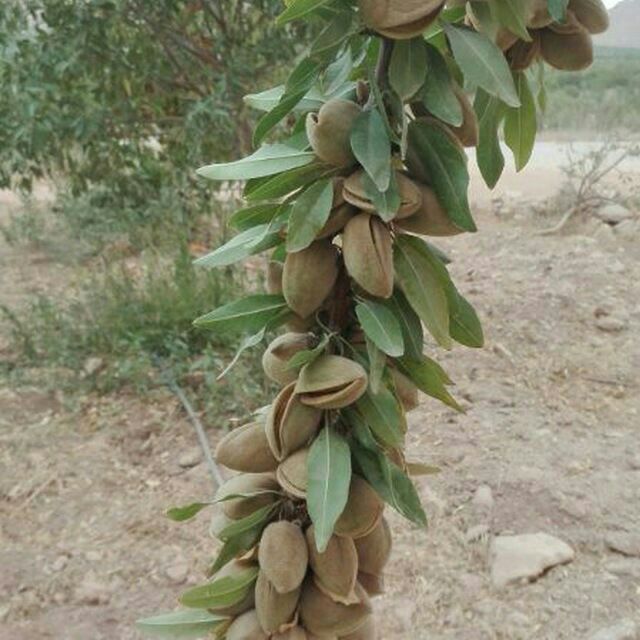 درخت بادام