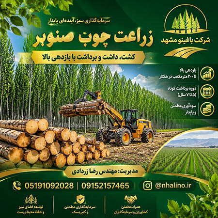 نهال صنوبر