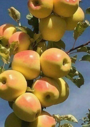 قیمت فروش نهال سیب در مشهد ، خرید درخت سیب مشهد