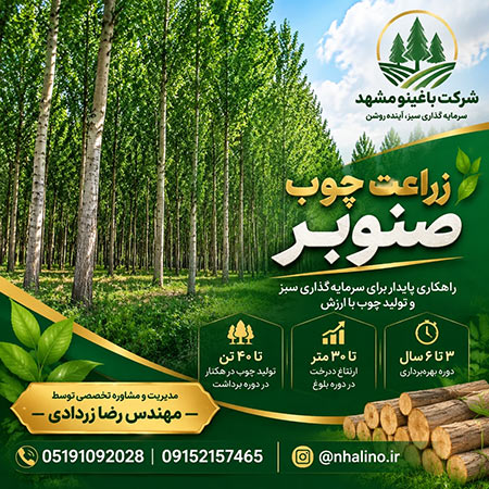 نهال صنوبر