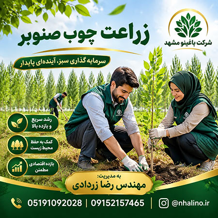 نهال صنوبر