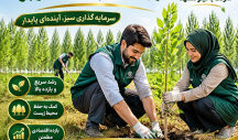 چطور با کاشت نهال صنوبر به درآمد میلیاردی برسیم؟