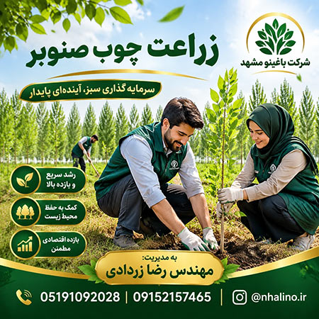 چطور با کاشت نهال صنوبر به درآمد میلیاردی برسیم؟