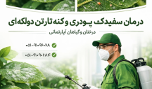 خدمات تخصصی باغینو برای جهت مبارزه با آفت سفیدک سطحی و کنه تارتن در مشهد