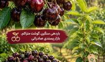 بهترین نوع نهال گیلاس تکدانه