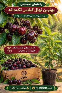 بهترین نوع نهال گیلاس تکدانه