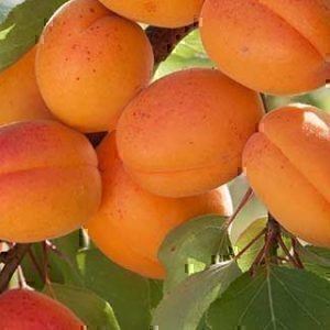 ارقام درخت زردآلو