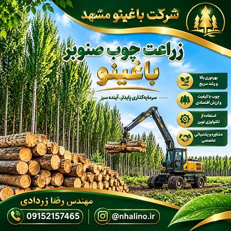 نهال صنوبر 