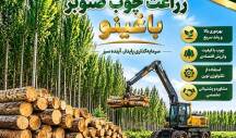 راهنمای خرید نهال صنوبر در مشهد ، درخت صنوبر خراسان رضوی