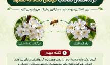 گرده افشان گیلاس تکدانه مشهد