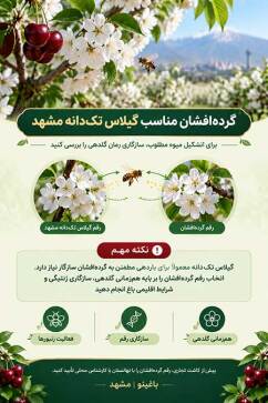 گرده افشان گیلاس تکدانه مشهد