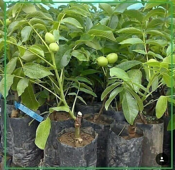 ارقام تولیدی درخت گردو در ایران