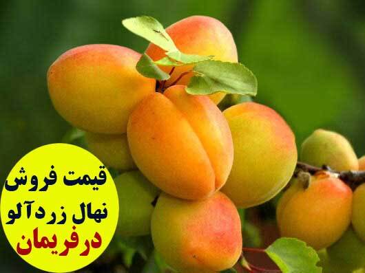 مقایسه قیمت فروش نهال زردآلو در نهالستان شهرهای ایران